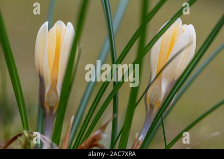 Krokus, Krokusse oder Plural croci ist eine Gattung von Blütenpflanzen in der iris Familie. Eine einzelne Krokus, ein paar Krokusse, einer Wiese, close-up Stockfoto