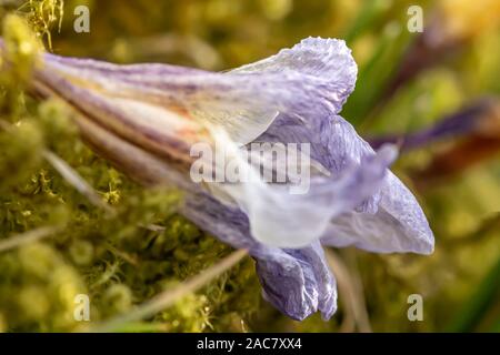 Krokus, Krokusse oder Plural croci ist eine Gattung von Blütenpflanzen in der iris Familie. Eine einzelne Krokus, ein paar Krokusse, einer Wiese, close-up Stockfoto