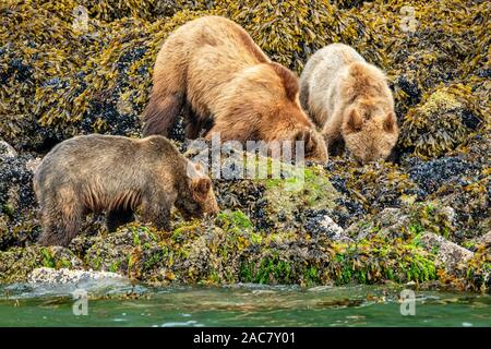 Grizzly Bär sow mit ihren zwei jungen entlang der niedrigen tideline im Knight Inlet, erste Nationen Gebiet, British Columbia, Kanada schlemmen. Stockfoto