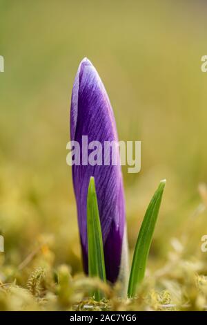 Krokus, Krokusse oder Plural croci ist eine Gattung von Blütenpflanzen in der iris Familie. Eine einzelne Krokus, ein paar Krokusse, einer Wiese, close-up Stockfoto