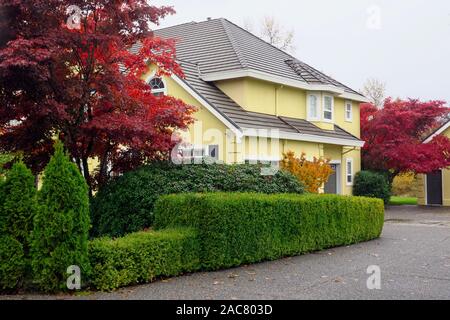 Gelbes Haus mit roten Ahorn und grünen Hecken Landschaftsgestaltung. Lower Mainland, B. C., Kanada Stockfoto