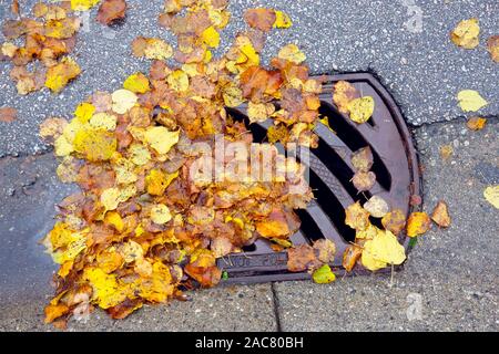 Gefallenen gelbe Blätter Verstopfung einen Sturmabfluß in einer Wohnstraße. Stockfoto