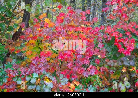 Rote Blätter im Herbst des Weinstocks Ahorn (Acer circinatum) Nach einem Regen. Stockfoto