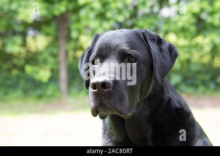 Porträt eines schwarzen Labrador Retriever außerhalb genommen Stockfoto