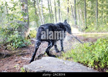 Schwarzer Labrador Retriever Schütteln Fell Stockfoto