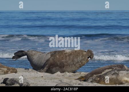 Dominantes Männchen das Südliche Elefantenrobbe (Mirounga leonina) schwenkt während der Brutzeit in Richtung eines Einsagers. Seelöweninsel in den Falklands. Stockfoto