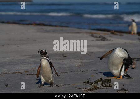 Gentoo Pinguin (Pygoscelis papua) und Magellanic Penguin (Spheniscus Magellanicus) an Land kommen auf Sea Lion Island in den Falkland Inseln. Stockfoto