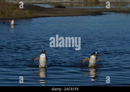 Eselspinguine (Pygoscelis papua) Überqueren einer Lagune auf Sea Lion Island in den Falkland Inseln. Stockfoto