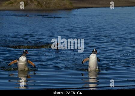 Eselspinguine (Pygoscelis papua) Überqueren einer Lagune auf Sea Lion Island in den Falkland Inseln. Stockfoto