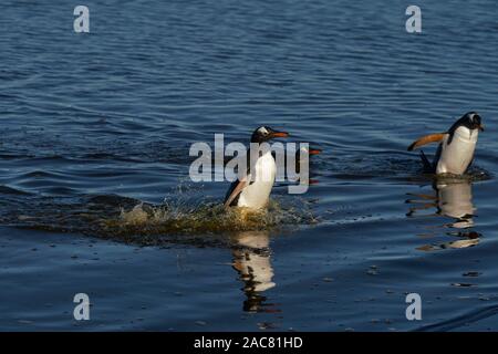 Eselspinguine (Pygoscelis papua) Überqueren einer Lagune auf Sea Lion Island in den Falkland Inseln. Stockfoto