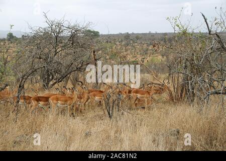 Antilopen im Kruger Nationalpark in Südafrika Stockfoto