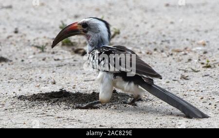 Eine weibliche Red-billed Hornbill (Tockus erythrorhynchus) sweeps abgesehen eine Ant's Nest mit ihrem Gesetzentwurf, also kann sie essen die Ameisen und ihre lavae. Der Tarangire Nation Stockfoto