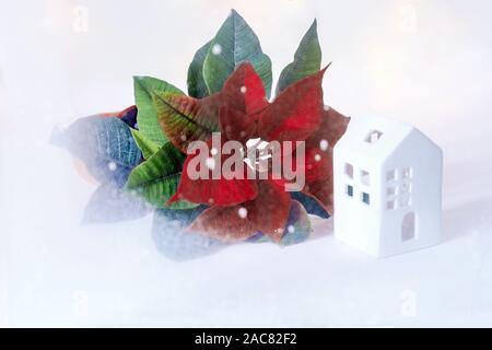 Rote Pflanze der Weihnachtsstern auf weißem Hintergrund mit weißen Häuschen. Rote Blume außerhalb des Fensters mit Frost uns ein Symbol für Urlaub. Stockfoto