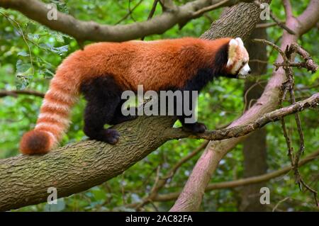 Red Panda auf Ast in Chengdu, Sichuan, China Stockfoto