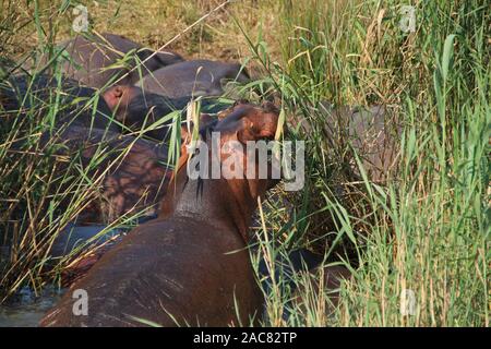 Nilpferde im iSimangaliso Wetland Park in Südafrika Stockfoto