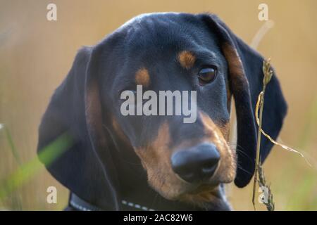 Dackel Welpen in die Kamera schaut Stockfoto