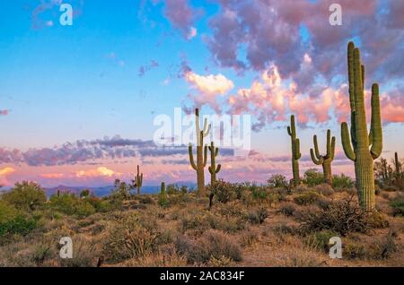 Lebendige Sonnenuntergang Wolken & Himmel mit Cactus entlang einer Wüste Wanderweg in North Scottsdale, AZ. Stockfoto