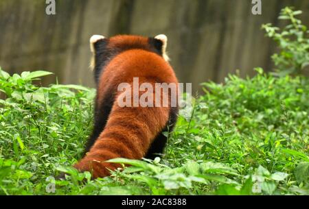 Red panda Schwanz und zurück zu Fuß auf Gras, Chengdu, Sichuan, China Stockfoto