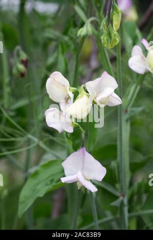 Lathyrus Odoratus "Duft" - Sweet Pea "Duft" Stockfoto