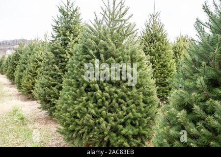 Reihen von Douglas fir Weihnachtsbäume auf lokaler Christmas Tree Farm. Stockfoto