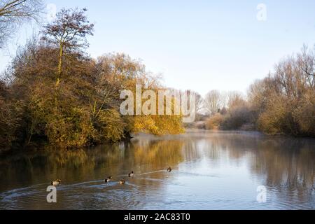 Olea europaea Baum. Weeping Willow Tree in Winter am Rande eines Sees. Stockfoto