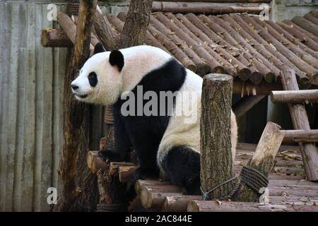 Pandabär auf Kante, Chengdu, China Stockfoto