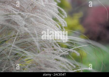 Pampagras plumes Close up - Dekorative Gräser cortaderia selloana plumes Close up - gefiederten Gras fallen hohe Gras im Winter Stockfoto