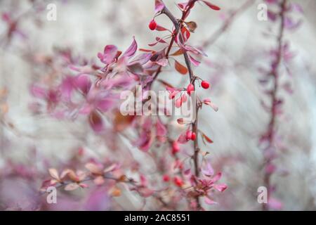 Berberitze bush Nahaufnahme mit roten Beeren und rosa Blätter - Berberis thunbergii Close-up im Herbst Rosa und Rot Strauch im Winter mit roten Beeren flach Stockfoto