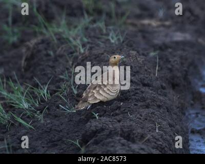 Ein männlicher kastanienbauchiger Sandhuhn (Pterocles exustus) nutzt einen feuchten Fleck aus. Tarangire Nationalpark, Tansania. Stockfoto