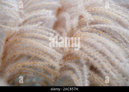 Pampagras plumes Close up - Dekorative Gräser cortaderia selloana Close up - gefiederten Gras fallen hohe Gras im Winter Stockfoto