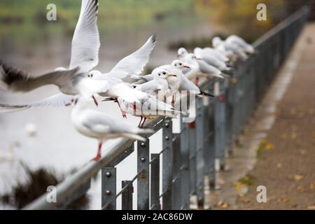 Görlitz, Deutschland. Nov, 2019 18. Möwen gesehen auf der Schiene gesehen an der Lausitzer Neiße in Görlitz. Zgorzelec und Görlitz sind Partner Städte der Euro region Neiße in Sachsen (Deutschland) und Niederschlesien Credit: Karol Serewis/SOPA Images/ZUMA Draht/Alamy Leben Nachrichten entfernt Stockfoto