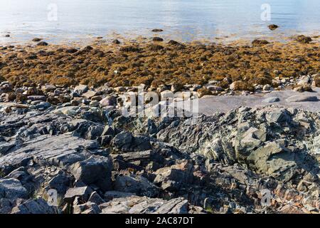 Blase rack Algen (Fucus vesiculosus) wachsen auf felsigen Ufer und bei Ebbe sichtbar Stockfoto