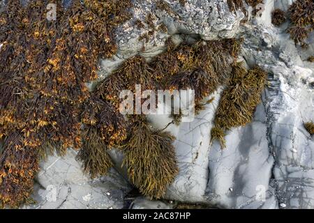 Blase rack Algen (Fucus vesiculosus) wachsen auf felsigen Ufer und bei Ebbe sichtbar Stockfoto