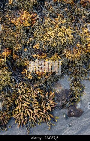 Blase rack Algen (Fucus vesiculosus) wächst auf sandigen Ufer und bei Ebbe sichtbar Stockfoto