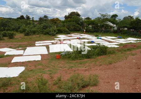 Afrikanische Frau in roten Hosen und eine Ziege auf dem Gebiet von grünen Bäumen in Malawi umgeben. Rot mit weißen Stücke Stockfoto