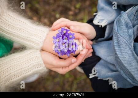 Die Hände der jungen Frau und Kind Junge Holding schönen Schneeglöckchen. Ansicht von oben auf die Hände mit den ersten Frühlingsblumen im Wald. Frühlingsanfang in Stockfoto