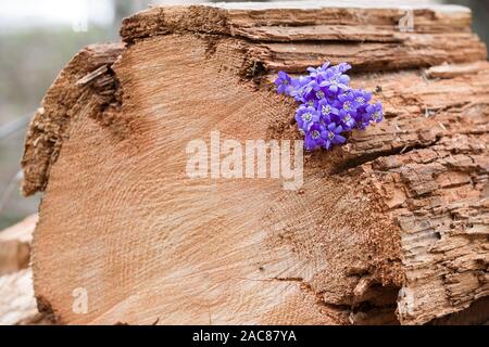Schönen Schneeglöckchen auf alten Holz Hintergrund. ersten Frühlingsblumen im Wald. Anfang des Frühlings in einem Wald. Wilde Blumen auf hölzernen Hintergrund. spri Stockfoto