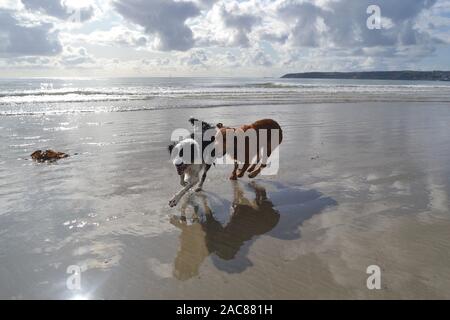 Hunde, die auf den Strand mit weit entfernten Newlyn, Cornwall hinter Ihnen. Ein labrador Kreuz und einem Sprollie, Jagen und Spielen Stockfoto