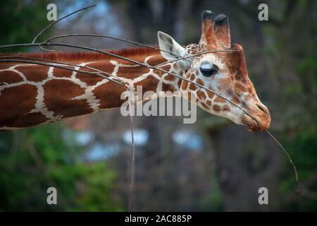 Lange Hals Giraffe mit Zweigen Stockfoto