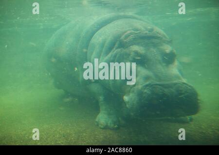 Nahaufnahme unterwasser Bild von hippopotamus Stockfoto