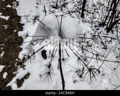 Schwangau, Bayern, Deutschland. 30 Nov, 2019. Schnee ist bis auf eine Pflanze, häufte nach dem ersten Schneefall in den Wald um den Schwansee in Bayern, Deutschland. Credit: Sachelle Babbar/ZUMA Draht/Alamy leben Nachrichten Stockfoto