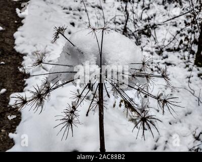 Schwangau, Bayern, Deutschland. 30 Nov, 2019. Schnee ist bis auf eine Pflanze, häufte nach dem ersten Schneefall in den Wald um den Schwansee in Bayern, Deutschland. Credit: Sachelle Babbar/ZUMA Draht/Alamy leben Nachrichten Stockfoto