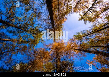 Low Angle View der Baumkronen Framing der blaue Himmel. Stockfoto