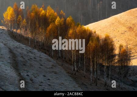 Paket von wilden Bäumen an der Grenze zwei Slopy Seiten der Hügel von der Morgensonne schlagen, Western rumänischen Karpaten Felsen im Hintergrund, Baum Stockfoto