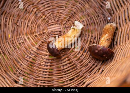 Zwei essbare Bay bolete liegen auf der Unterseite von einem Weidenkorb. Stockfoto