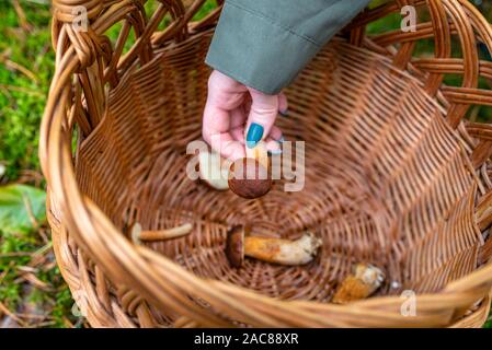 Frau mit blauen Nägeln und olive Hülse, essbare Pilze in einem Weidenkorb stehen im Wald. Stockfoto