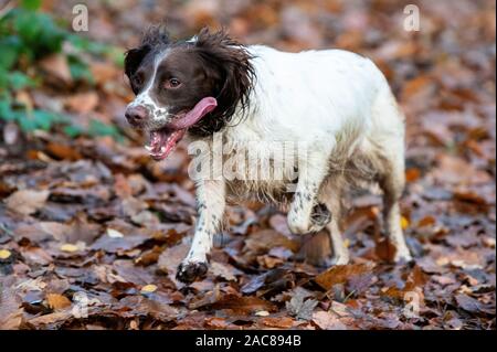English Springer Spaniel hund Stockfoto