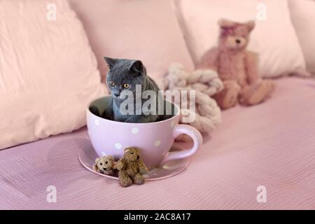 Ein Britisch Kurzhaar kitten sitzen in einem pink Polka Dot Tee Tasse mit Teddybären auf einem Bett. Stockfoto