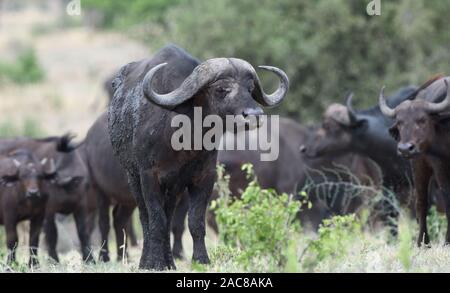 Ein männlicher Kapbüffel (Syncerus caffer), bedeckt mit feuchtem Schlamm, frisch aus einem Damm. Serengeti Nationalpark, Tansania. Stockfoto