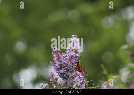 Monarch butterfly auf ein Fliederbusch in der Mitte von einem Sommertag in Kanada. Stockfoto